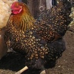 chickens