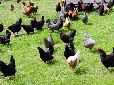 Free-Range Chickens