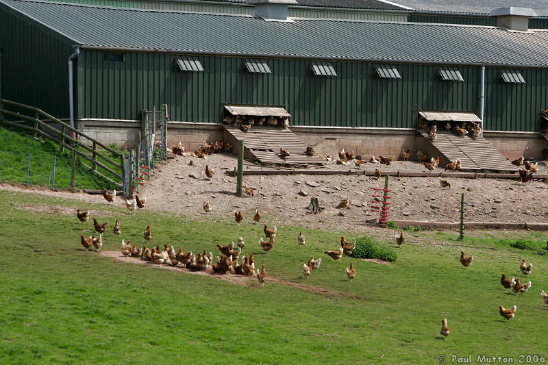 Free-Range Chicken Farm