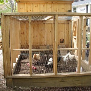  - Building Backyard Chicken CoopsBuilding Backyard Chicken Coops